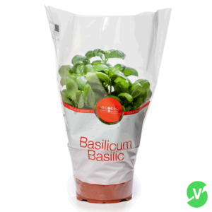 Basilicum-plant