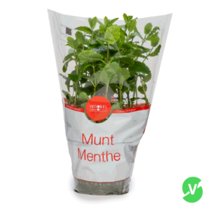 Munt-plant